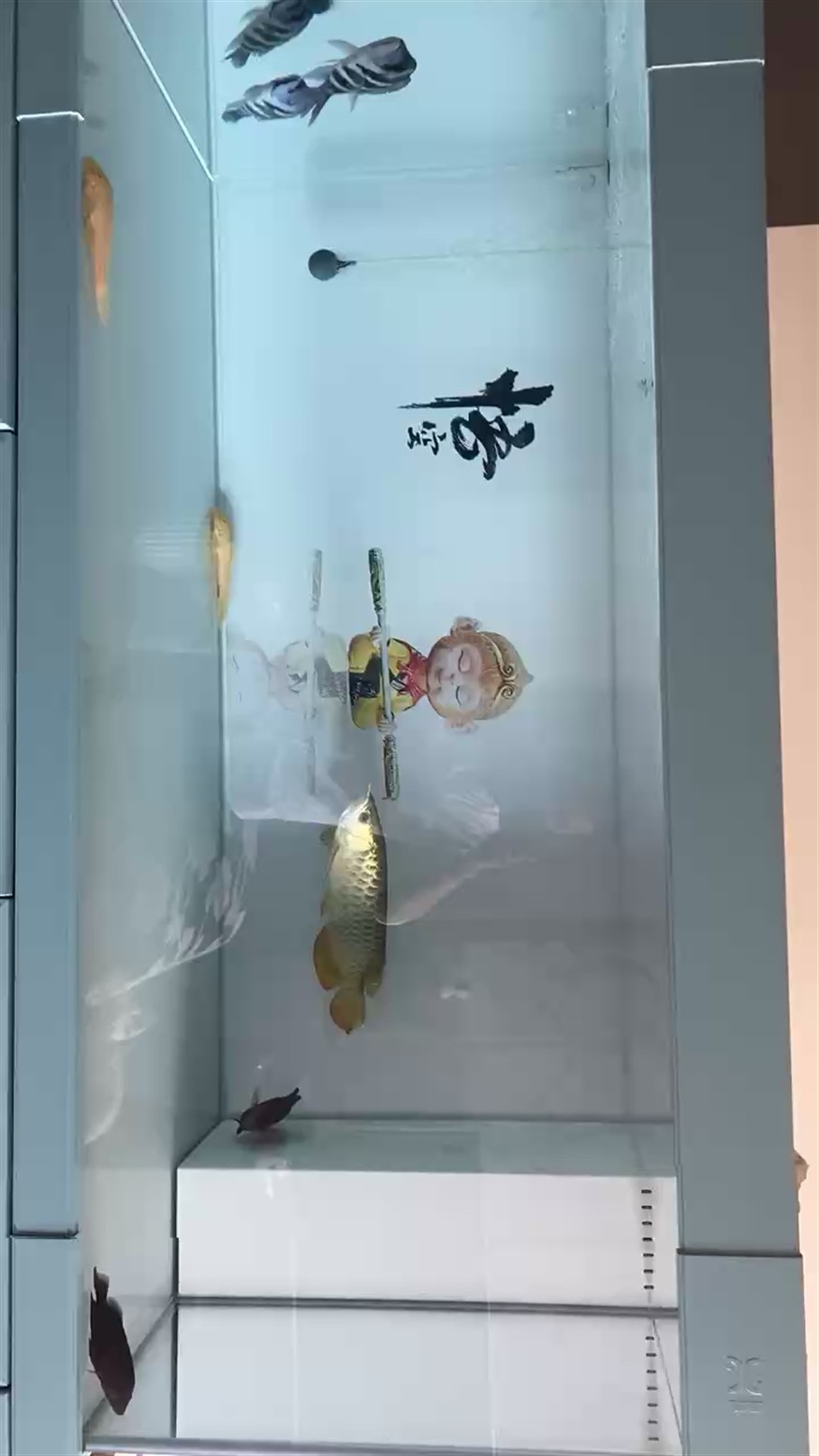 換缸后虎魚就沒明過 換缸后虎魚就沒明過 虎魚百科 第1張