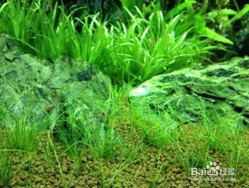 世界上最便宜的龍魚：世界上最便宜的龍魚品種，探尋世界上最便宜的龍魚 世界上最便宜的龍魚：世界上最便宜的龍魚品種，探尋世界上最便宜的龍魚 水族問答 第1張