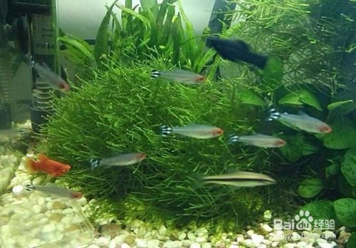 世界上最便宜的龍魚：世界上最便宜的龍魚品種，探尋世界上最便宜的龍魚 世界上最便宜的龍魚：世界上最便宜的龍魚品種，探尋世界上最便宜的龍魚 水族問答 第3張