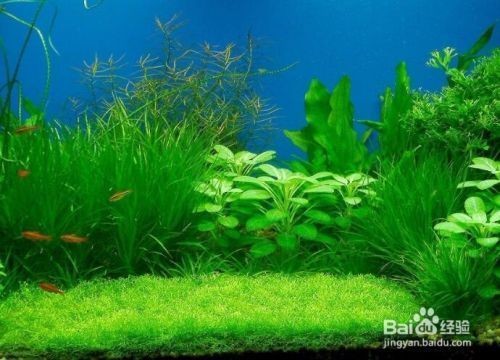 世界上最便宜的龍魚：世界上最便宜的龍魚品種，探尋世界上最便宜的龍魚 世界上最便宜的龍魚：世界上最便宜的龍魚品種，探尋世界上最便宜的龍魚 水族問答 第4張