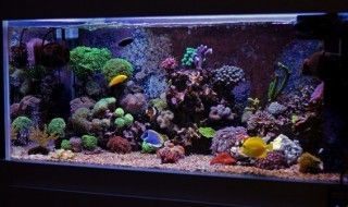 魚缸多久清洗，魚缸清洗后如何消毒魚缸內壁清潔技巧魚缸內壁清潔技巧