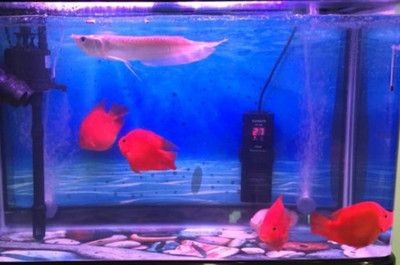 魚缸多久清洗，魚缸清洗后如何消毒魚缸內壁清潔技巧魚缸內壁清潔技巧