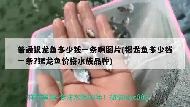 普通銀龍魚多少錢一條啊圖片(銀龍魚多少錢一條?銀龍魚價格水族品種)