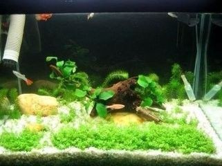 玻璃魚缸里長了青苔是去掉還是保留：魚缸里的青苔有什么好處魚缸里的青苔有什么好處