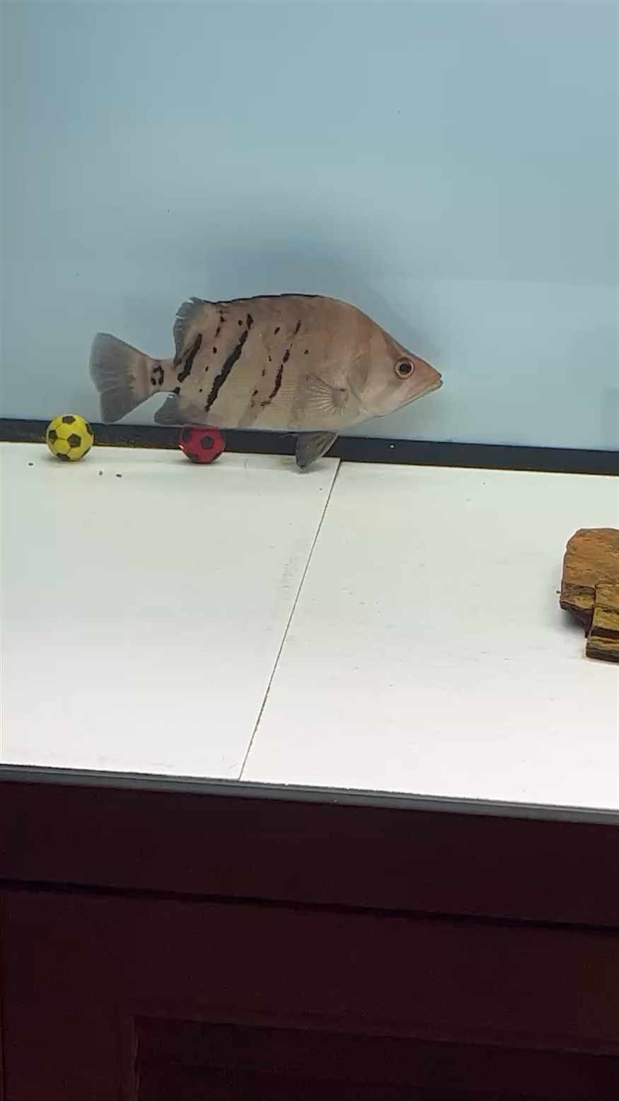 虎魚變白