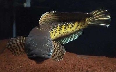 奶茶雷龍魚公母怎么區分