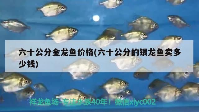 六十公分金龍魚價格(六十公分的銀龍魚賣多少錢)