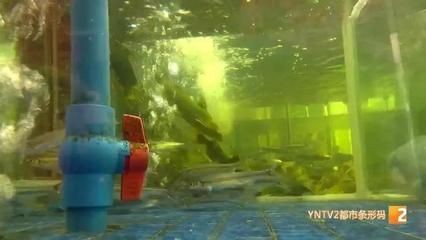 玻璃掉魚缸里了怎么拿出來：如何取出魚缸中的玻璃碎片？