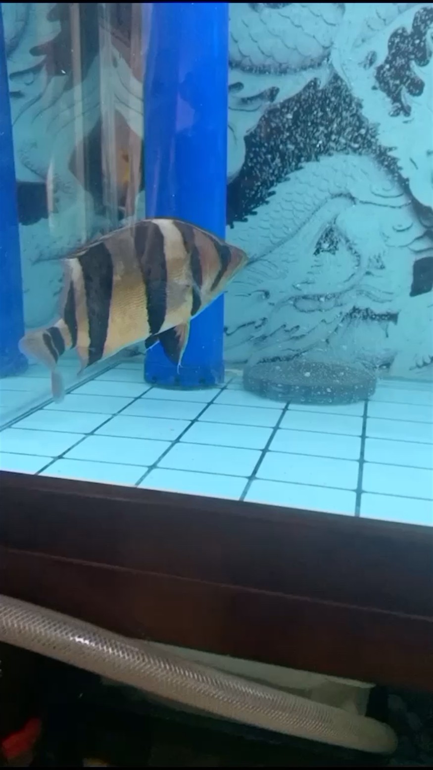 虎魚眼睛被要傷自然恢復需要？