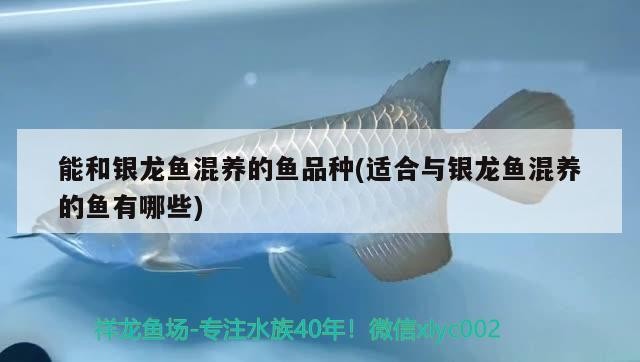 能和銀龍魚混養的魚品種(適合與銀龍魚混養的魚有哪些)