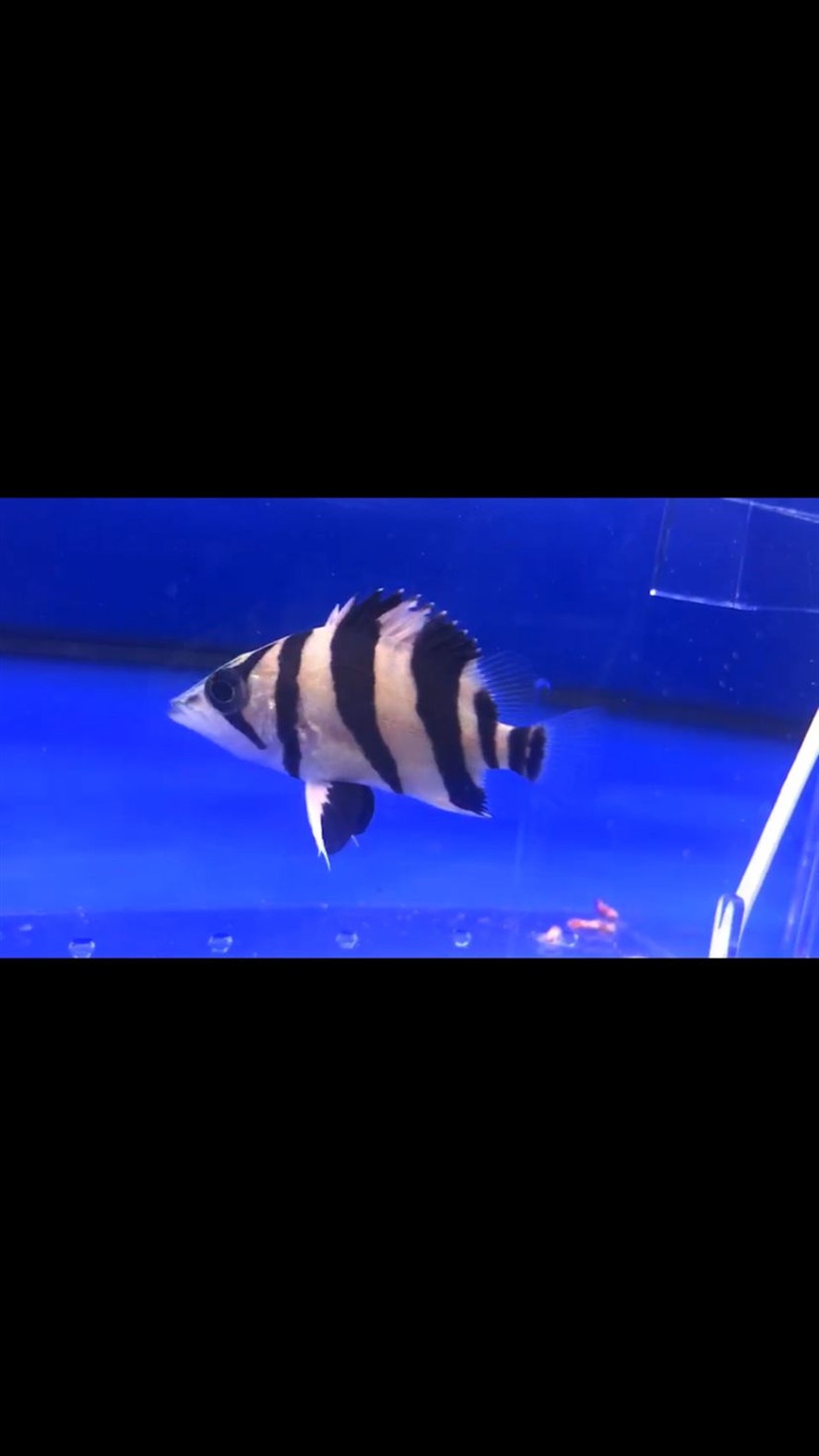 荊州水族館魚友們說說這樣45的小虎什么價位收合適