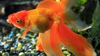鄭州市金水區(qū)四海水族館（鄭州市金水區(qū)四海水族館電話）