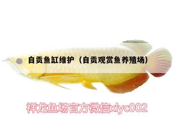 自貢魚缸維護（自貢觀賞魚養殖場） 自貢魚缸維護（自貢觀賞魚養殖場） 紅龍魚百科