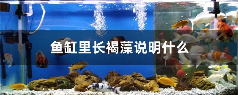 魚缸過濾器選購指南:自制魚缸過濾器魚缸上置過濾器對于養魚愛好者的必備知識 魚缸里長褐藻說明什么 紅龍魚百科 魚缸里長褐藻說明什么 魚缸里長褐藻說明什么 紅龍魚百科
