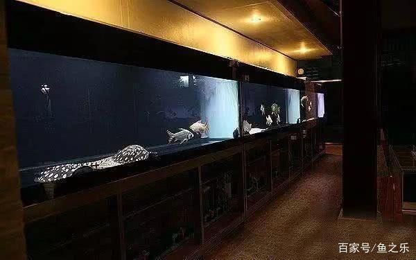 大梅家的魚缸里面都有什么：大梅家的魚缸中包含各種各樣的海洋生物