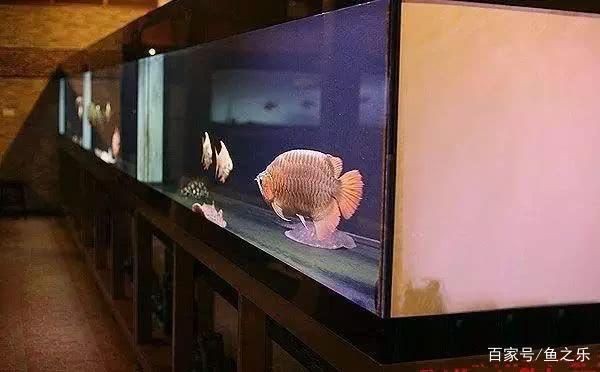 大梅家的魚缸里面都有什么：大梅家的魚缸中包含各種各樣的海洋生物