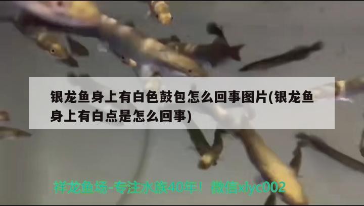 銀龍魚身上有白色鼓包怎么回事圖片(銀龍魚身上有白點(diǎn)是怎么回事)