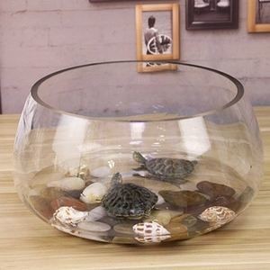 半圓型魚缸養什么魚好看：半圓型魚缸養什么魚比較好