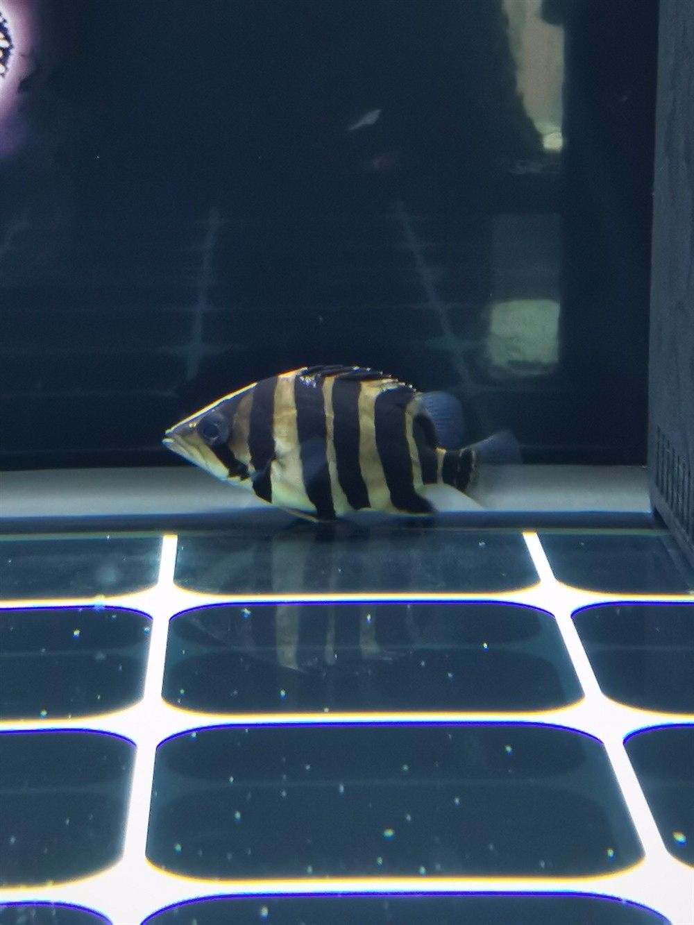 小虎魚明顯長(zhǎng) 小虎魚明顯長(zhǎng) 虎魚百科 第1張