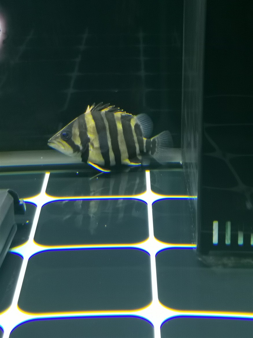 小虎魚明顯長(zhǎng) 小虎魚明顯長(zhǎng) 虎魚百科 第2張