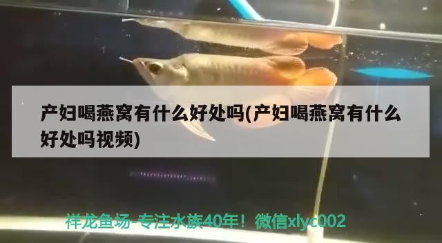 魚混養最佳搭配圖（銀龍魚混養最佳搭配圖）