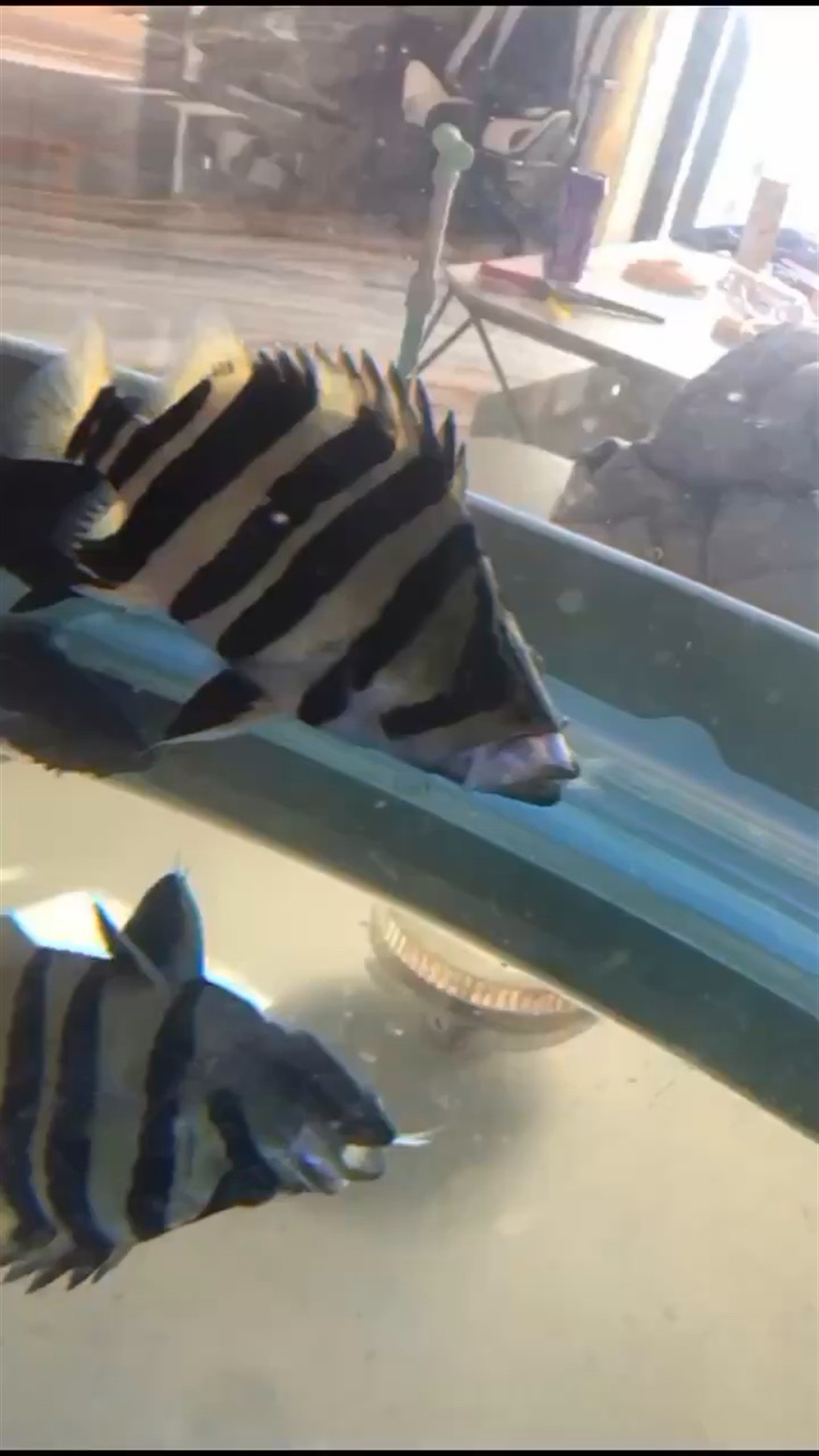 虎魚：貪吃的虎魚吃到嘴變形了