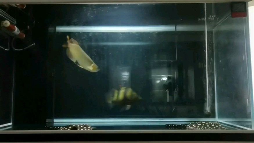 虎魚入缸就打架