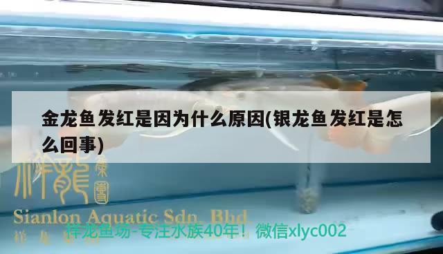 金龍魚發紅是因為什么原因(銀龍魚發紅是怎么回事) 金龍魚發紅是因為什么原因(銀龍魚發紅是怎么回事) 銀龍魚百科