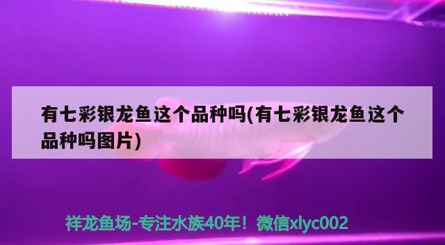 有七彩銀龍魚這個品種嗎(有七彩銀龍魚這個品種嗎圖片) 有七彩銀龍魚這個品種嗎(有七彩銀龍魚這個品種嗎圖片) 銀龍魚百科