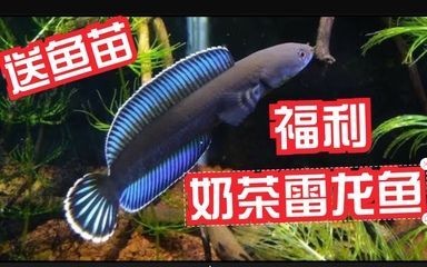 奶茶雷龍魚配對需要注意什么事項呢 龍魚百科 第2張 奶茶雷龍魚配對需要注意什么事項呢 奶茶雷龍魚配對需要注意什么事項呢 龍魚百科 第2張