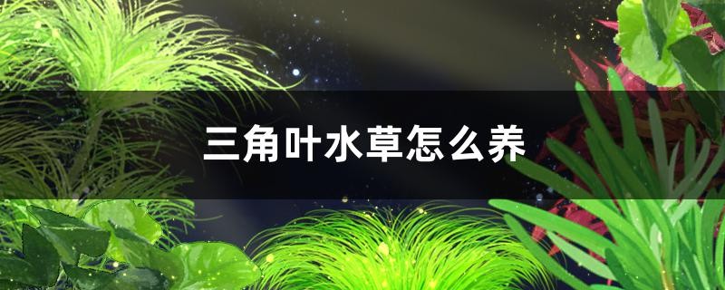 三角葉水草好養嗎怎么養