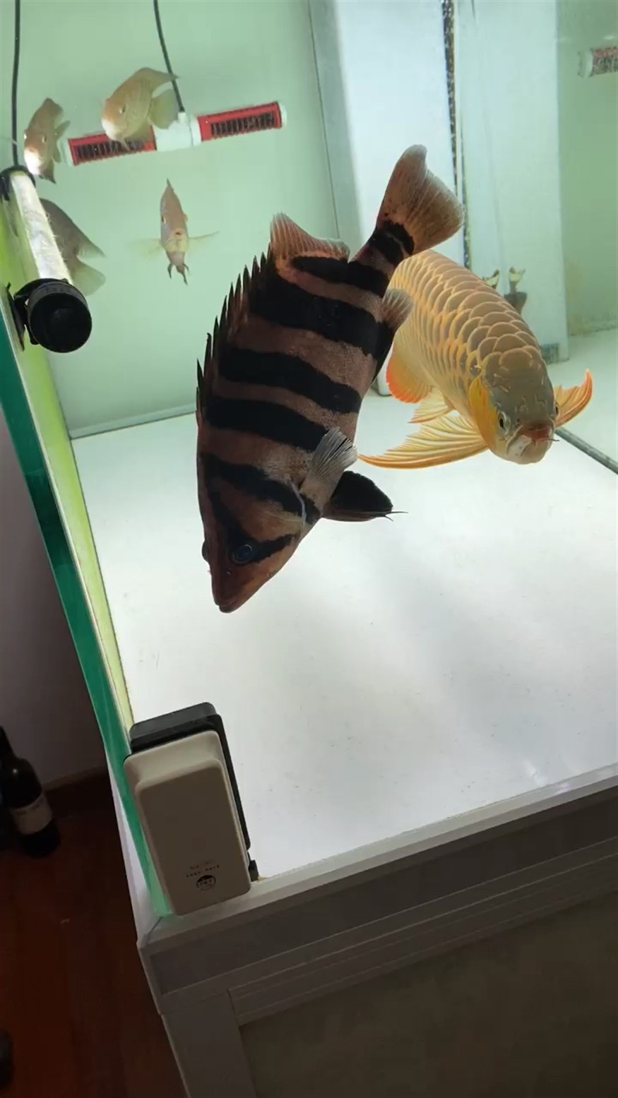 虎魚內蒙的問題請教大神幫忙指點