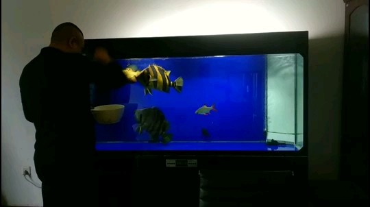 龍魚(yú)虎魚(yú)斷食何憂？