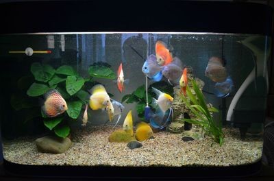 住家魚缸怎么樣擺放，客廳魚缸設計靈感