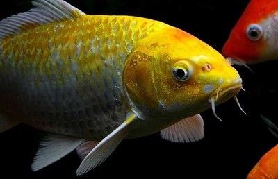 住家魚缸怎么樣擺放，客廳魚缸設計靈感