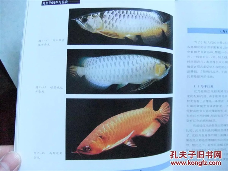 龍魚的飼養與鑒賞作文三年級上冊 龍魚的飼養與鑒賞作文三年級上冊 龍魚百科 第3張