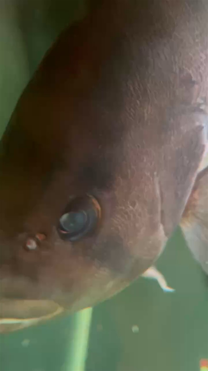 虎魚的眼睛看起來完美內蒙了吧