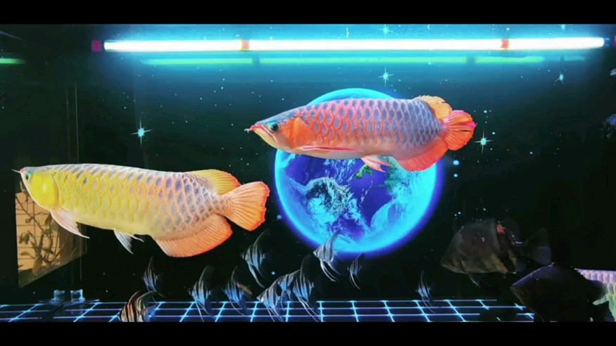 三龍埃及虎魚大混養 三龍埃及虎魚大混養 虎魚百科 第1張
