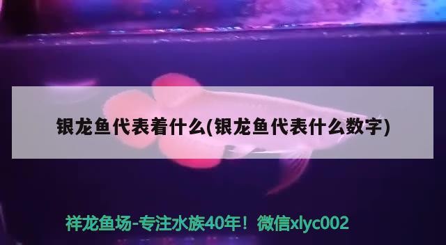 銀龍魚代表著什么(銀龍魚代表什么數字)