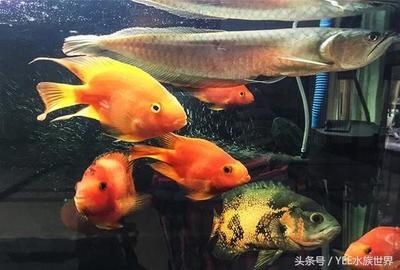 搬運魚缸多少錢一噸：搬運魚缸價格是否需要特殊處理等因素來確定價格 搬運魚缸多少錢一噸：搬運魚缸價格是否需要特殊處理等因素來確定價格 魚缸百科 第1張