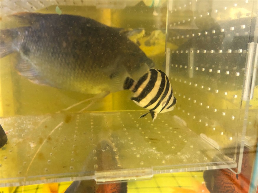 6公分虎魚除了紅蟲什么都不吃怎么辦？