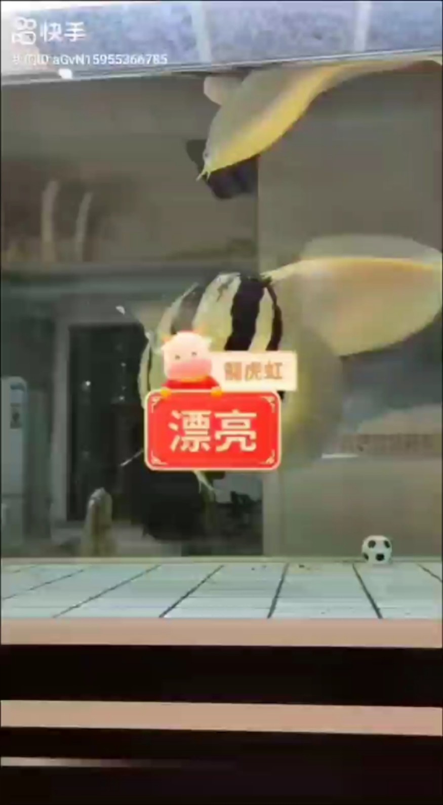 虎魚有兜嘴這一說嗎