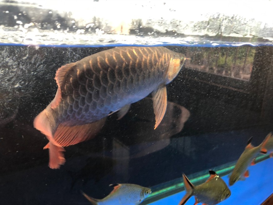 一大早就發生兇案可憐了兩條虎魚