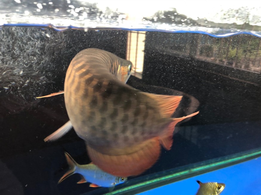 一大早就發生兇案可憐了兩條虎魚