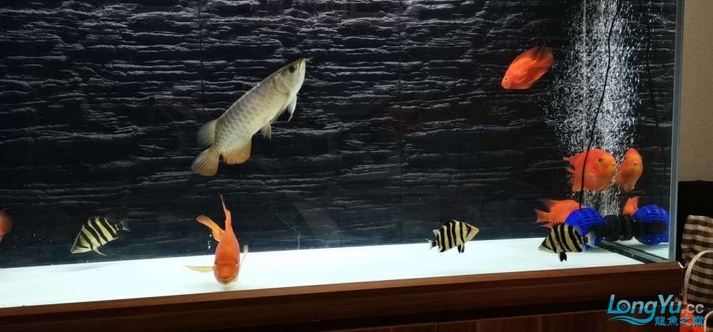 過背金龍和四紋虎魚