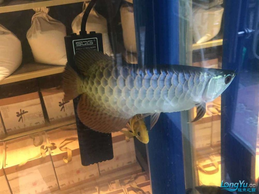 過背金龍和四紋虎魚