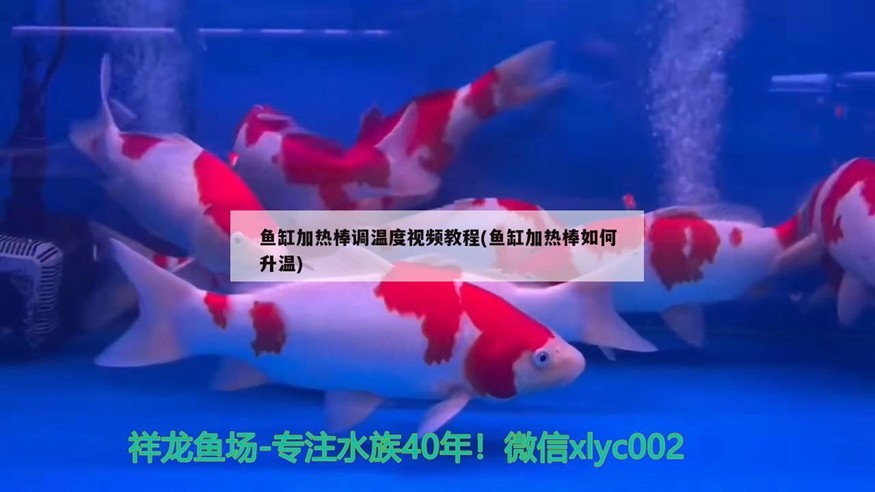魚缸加熱棒調溫度視頻教程(魚缸加熱棒如何升溫)
