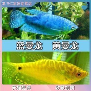 養(yǎng)龍魚需要24小時打氧嗎