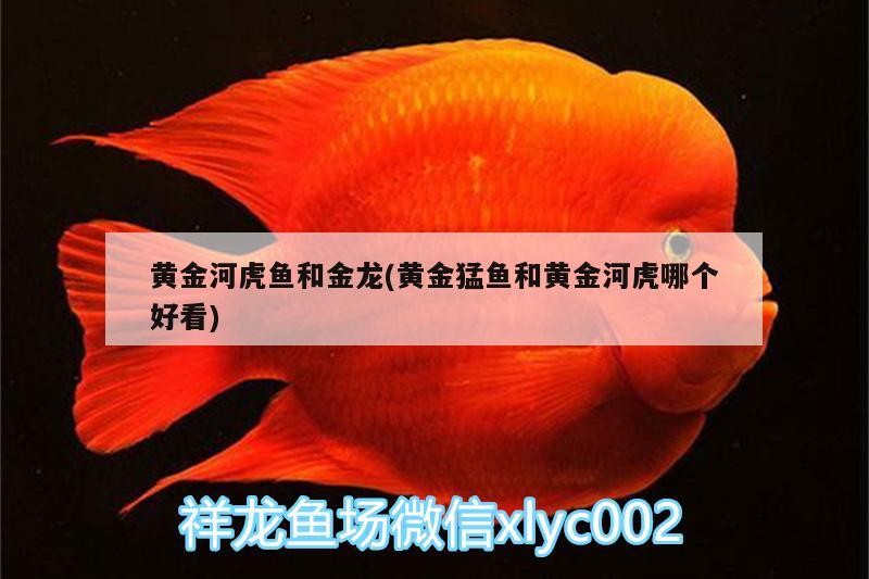 黃金河虎魚和金龍(黃金猛魚和黃金河虎哪個好看)