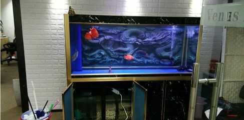 大興魚缸維護：大興地區(qū)魚缸維護服務時應注意以下信息對您有所幫助